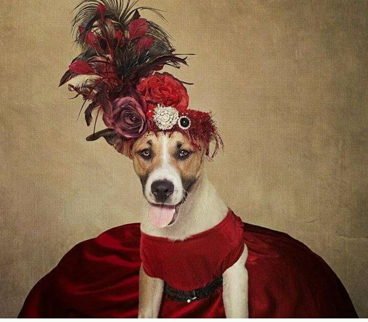 유기견들에게 예쁜 옷 입혀 프로필 사진 찍어 준 사진작가 | 인스티즈