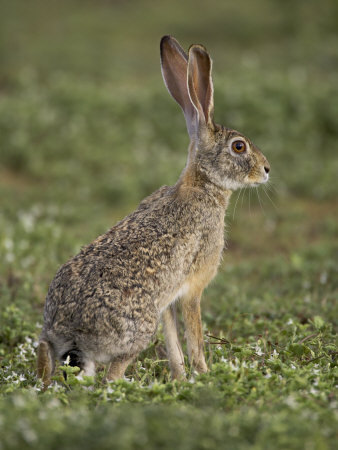 야성미 넘치는 아프리카 토끼 | 인스티즈