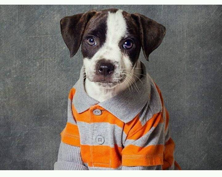 유기견들에게 예쁜 옷 입혀 프로필 사진 찍어 준 사진작가 | 인스티즈