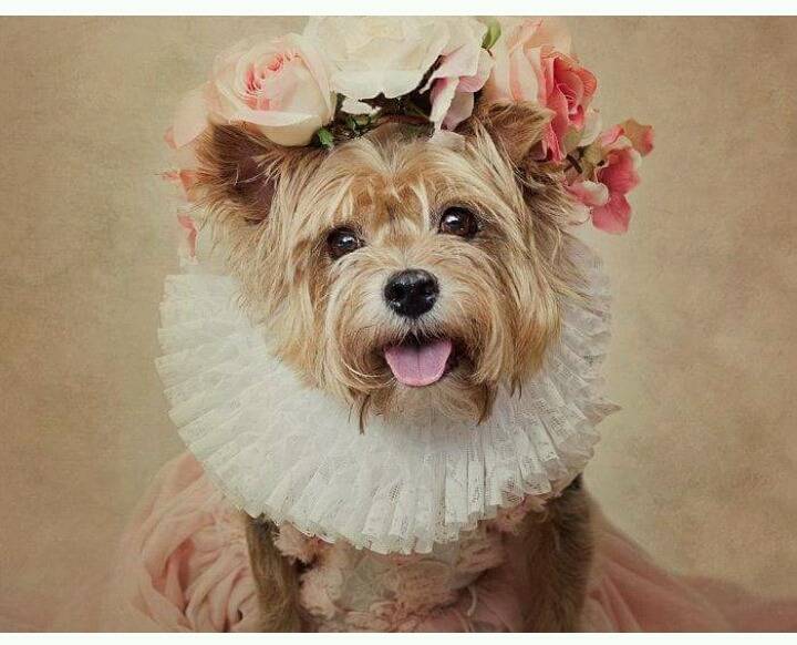 유기견들에게 예쁜 옷 입혀 프로필 사진 찍어 준 사진작가 | 인스티즈