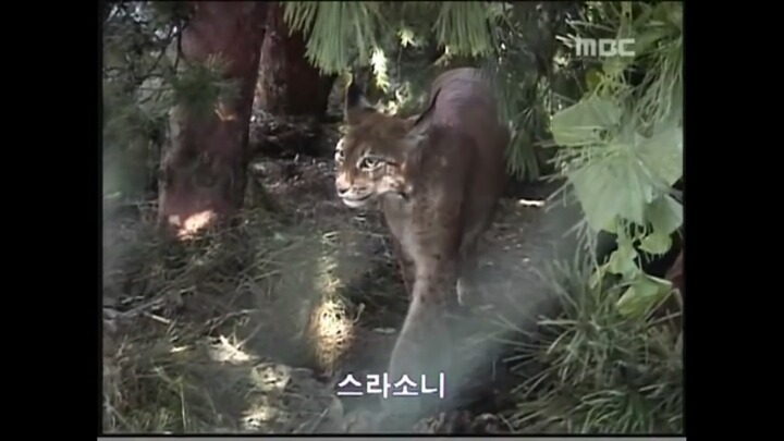 북한 개마고원에 살고 있는 동물들 | 인스티즈