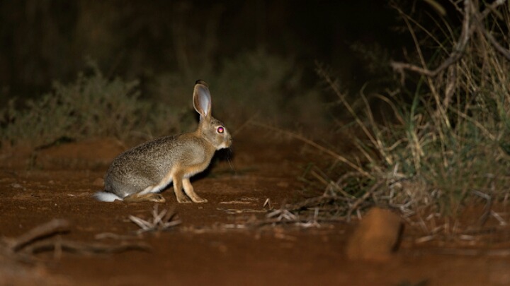 야성미 넘치는 아프리카 토끼 | 인스티즈