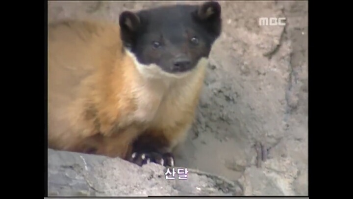 북한 개마고원에 살고 있는 동물들 | 인스티즈