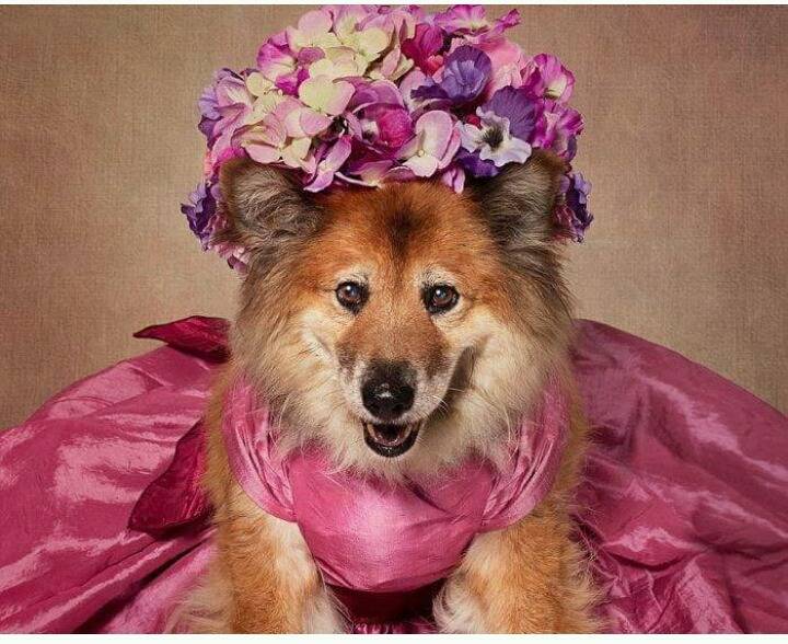 유기견들에게 예쁜 옷 입혀 프로필 사진 찍어 준 사진작가 | 인스티즈