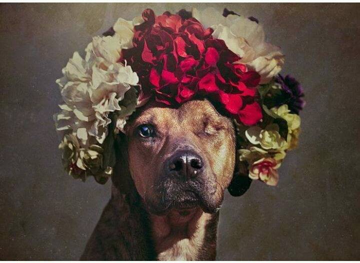 유기견들에게 예쁜 옷 입혀 프로필 사진 찍어 준 사진작가 | 인스티즈