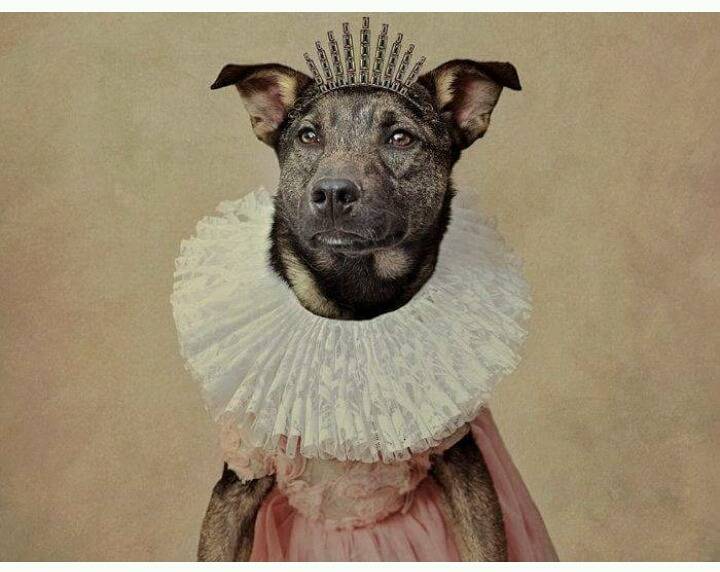 유기견들에게 예쁜 옷 입혀 프로필 사진 찍어 준 사진작가 | 인스티즈