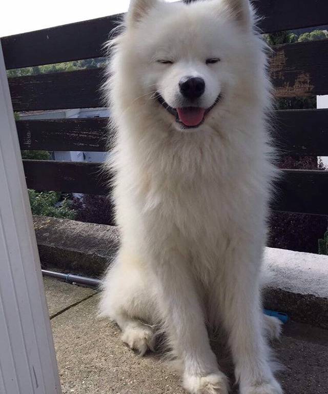 충격적으로 귀여운 대왕 솜뭉치 | 인스티즈