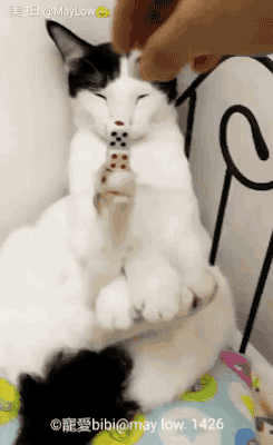 고양이의 균형감각.gif | 인스티즈