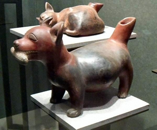 견종 이야기 - 치와와 | 인스티즈