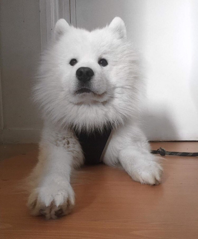 충격적으로 귀여운 대왕 솜뭉치 | 인스티즈