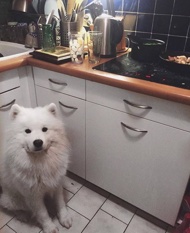 충격적으로 귀여운 대왕 솜뭉치 | 인스티즈