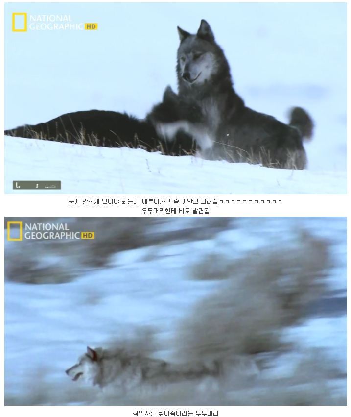 떠돌이 검은늑대 | 인스티즈