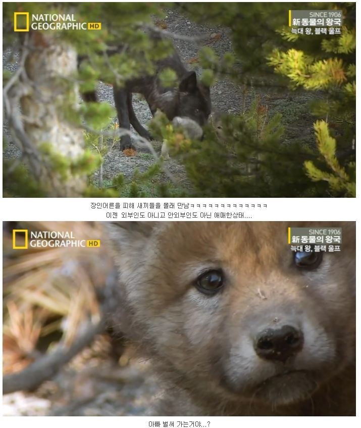 떠돌이 검은늑대 | 인스티즈