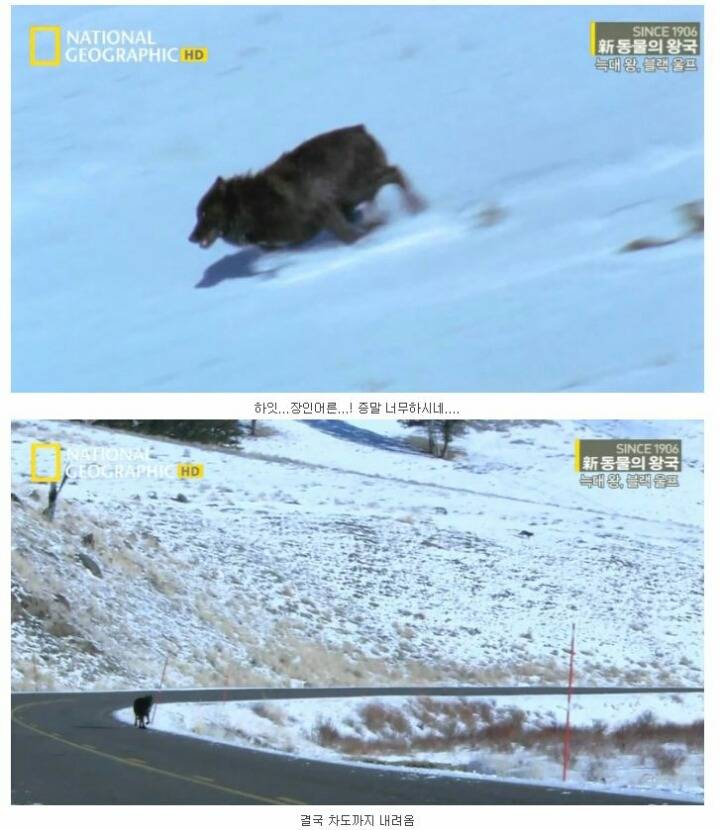 떠돌이 검은늑대 | 인스티즈