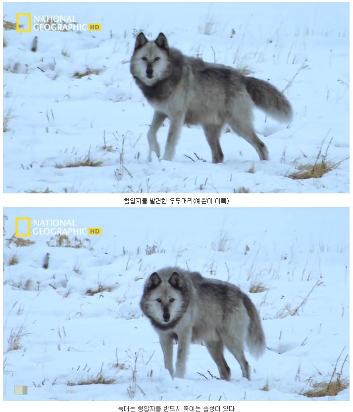 떠돌이 검은늑대 | 인스티즈