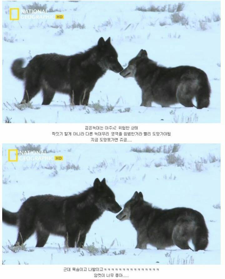 떠돌이 검은늑대 | 인스티즈