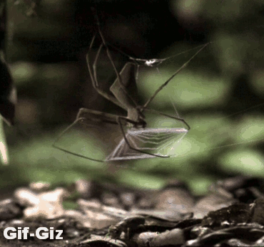 오직 거미만이 가능한 사냥방법2 (곤충주의) | 인스티즈