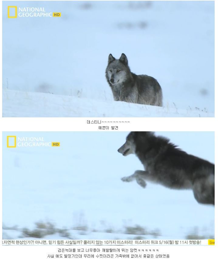 떠돌이 검은늑대 | 인스티즈