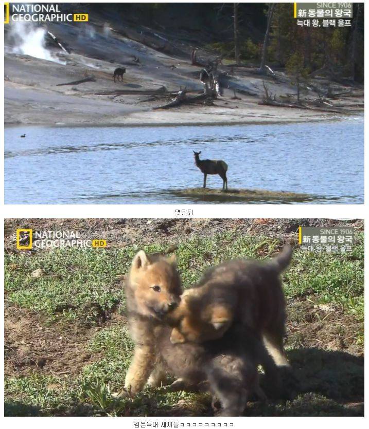 떠돌이 검은늑대 | 인스티즈