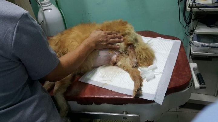 복수가 차서 고통스러워하는 오손이에게 후원을 해주세요 (사진주의) | 인스티즈