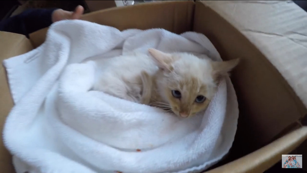 얼어서 죽어가는 아기고양이를 살린 가족 | 인스티즈