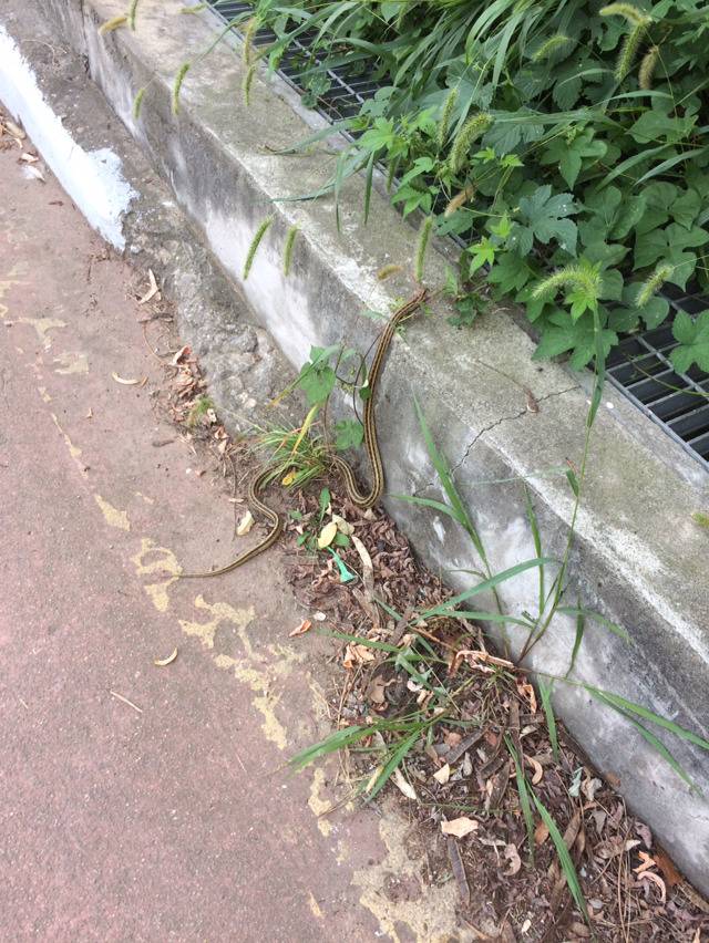 한강에서 뱀 봤어요 ㅋㅋㅋㅋㅋㅋㅋㅋㅋ | 인스티즈