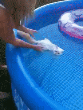 뭐하는 거냥 집사야.gif | 인스티즈