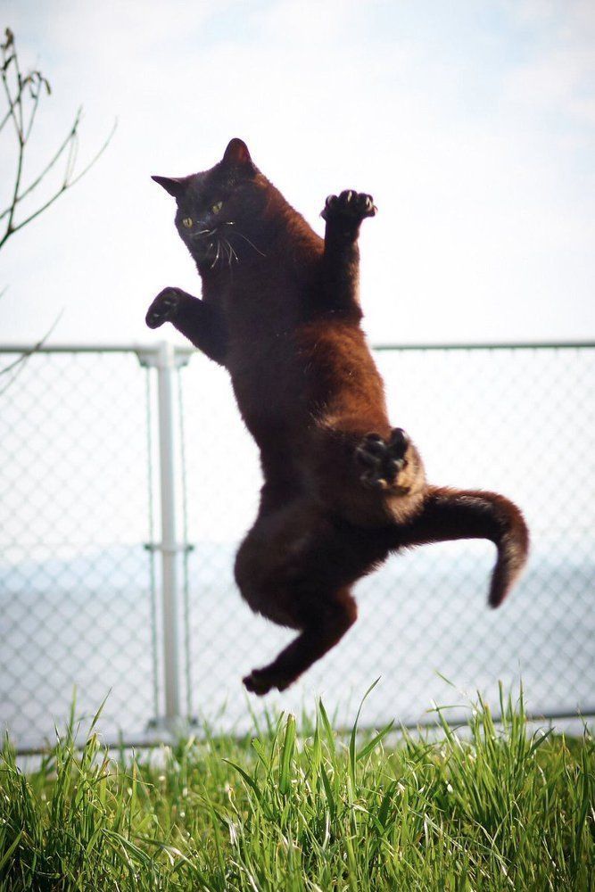 아마존에서 파는 냥아치 권법책 | 인스티즈