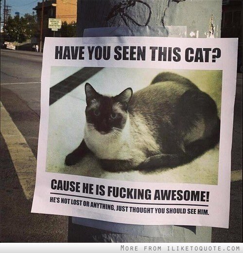 이 고양이를 본 적 있나요? | 인스티즈