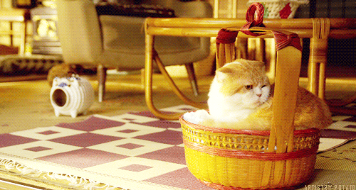 [영화] 고양이를 빌려드립니다.jpgif | 인스티즈