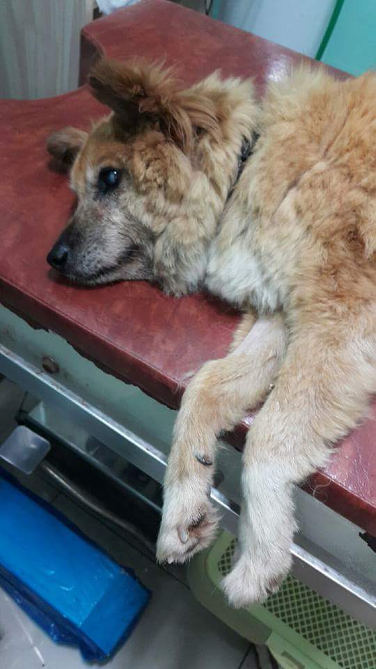 복수가 차서 고통스러워하는 오손이에게 후원을 해주세요 (사진주의) | 인스티즈