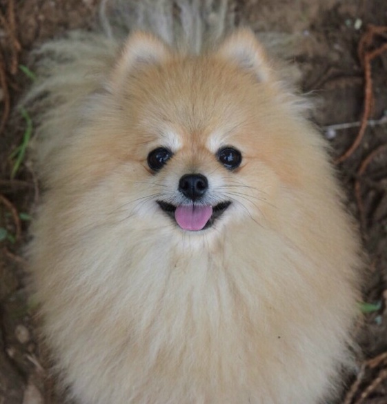 구리시/남양주시 사랑하는 동생을 잃어버렸습니다 한번만 눌러주세요 제발요.. | 인스티즈