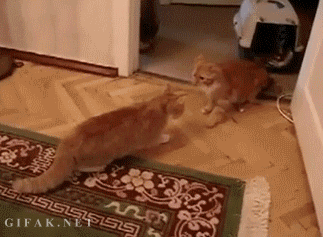 고양이가 맹수과라는 증거 | 인스티즈