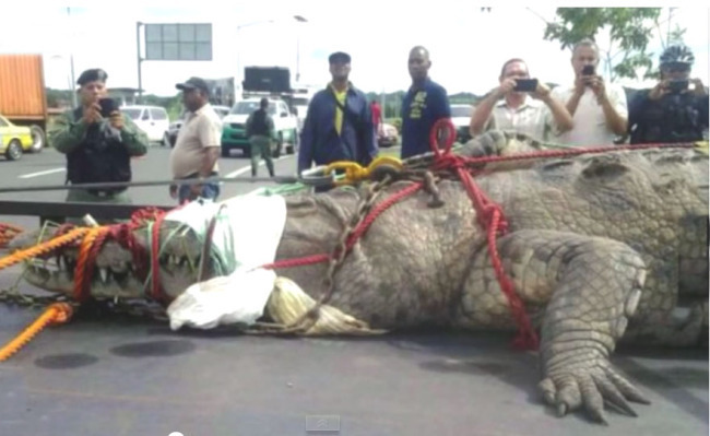 악어 레전드 | 인스티즈