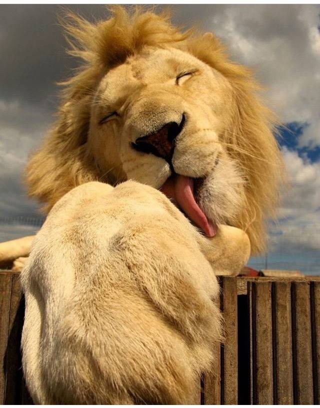 사자의 카리스마 | 인스티즈