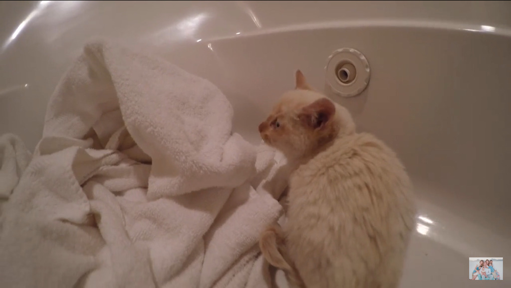 얼어서 죽어가는 아기고양이를 살린 가족 | 인스티즈