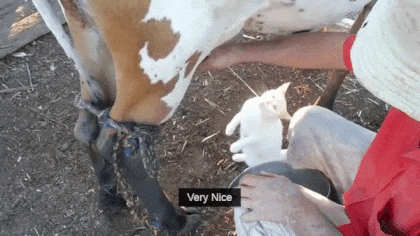 우유 마시는 고양이들 | 인스티즈