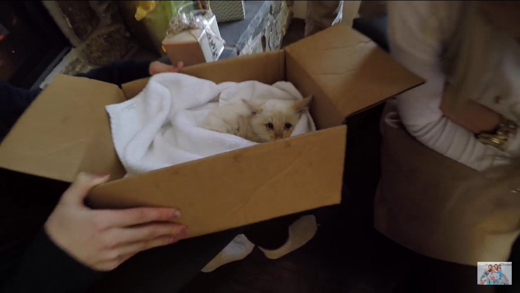 얼어서 죽어가는 아기고양이를 살린 가족 | 인스티즈