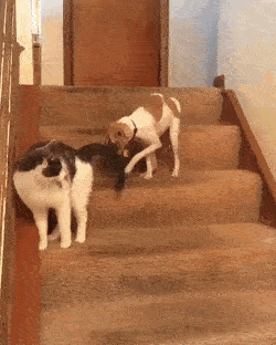 한대 맞더니 얘가 이상해졌다.gif | 인스티즈