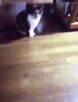 고양이의 쩌는 반응속도 ㄷㄷ.GIF | 인스티즈