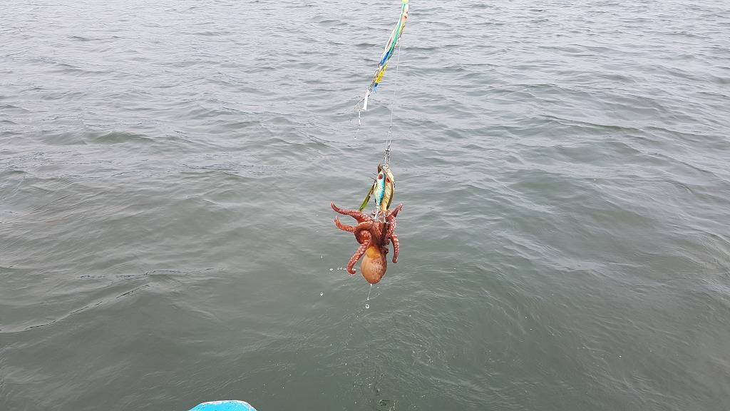 문어라면 (먹) | 인스티즈