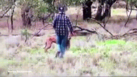 호주의 흔한 일상.gif | 인스티즈