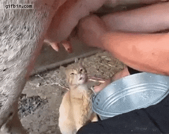 우유 마시는 고양이들 | 인스티즈