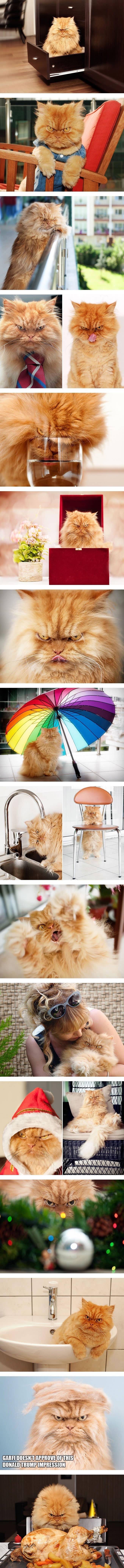 세상에서 가장 화난 고양이 | 인스티즈