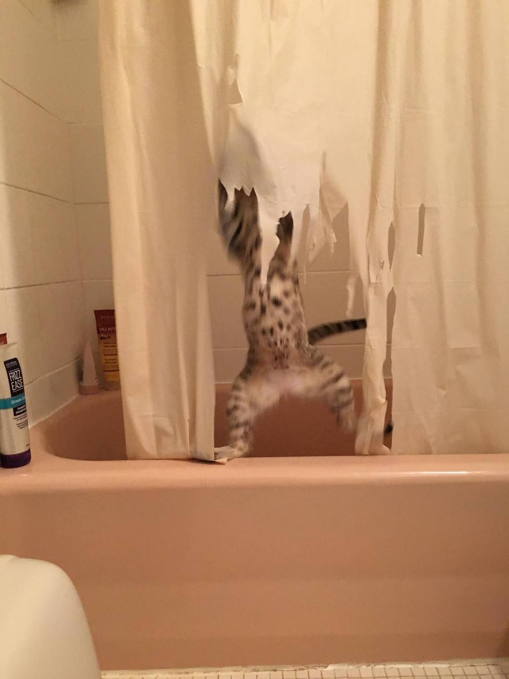 집사야 이게 왜 이렇냥? | 인스티즈