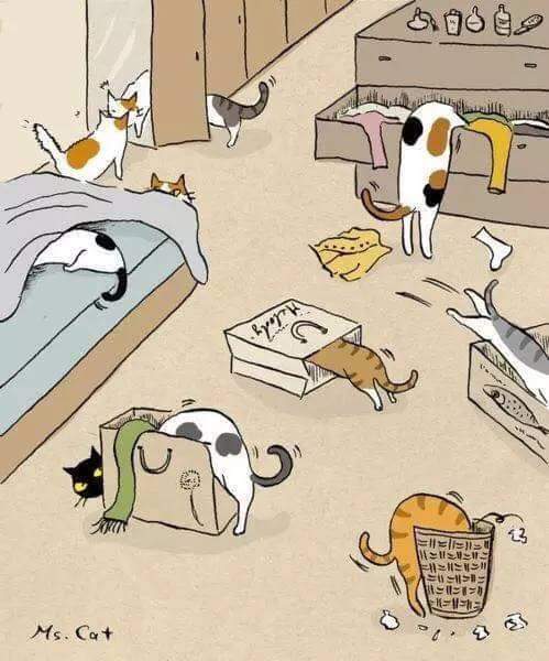 우리가 출근하면 냥이들은 뭐하고 있을까? | 인스티즈