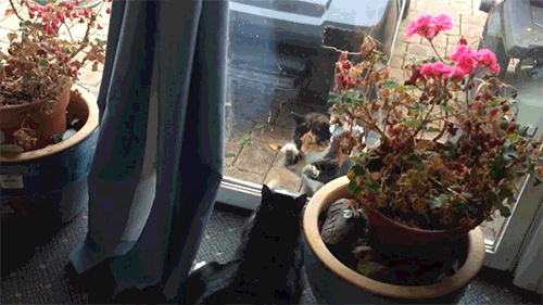 고양이가 맹수과라는 증거 | 인스티즈