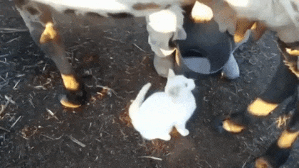 우유 마시는 고양이들 | 인스티즈