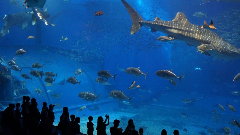 아시아의 하와이 오키나와 | 인스티즈