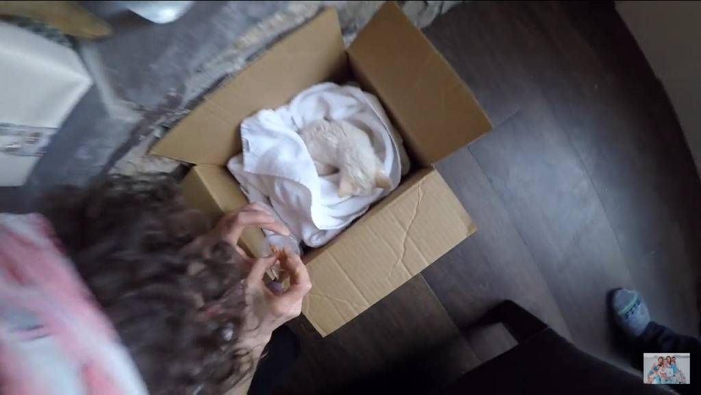 얼어서 죽어가는 아기고양이를 살린 가족 | 인스티즈